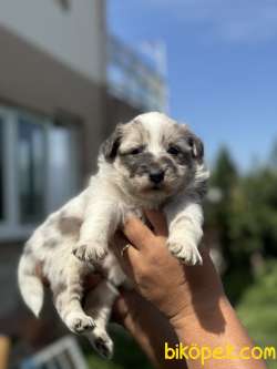 BLUE VE MERLE BORDER COLLİE YAVRULARI 2