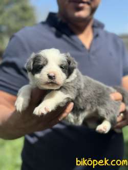 BLUE VE MERLE BORDER COLLİE YAVRULARI 4