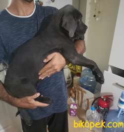 Blue Ve Siyah Safkan Cane Corso Yavrularımız 3