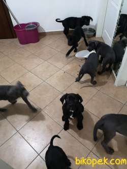 Blue Ve Siyah Safkan Cane Corso Yavrularımız 2