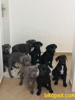 Blue Ve Siyah Safkan Cane Corso Yavrularımız 1