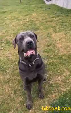 Blue Yavru Cane Corsa 2
