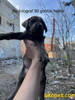 Blue Yavru Cane Corsa 1