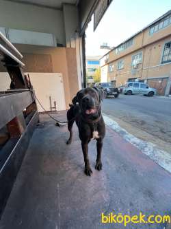Blue Yavru Cane Corsa 5