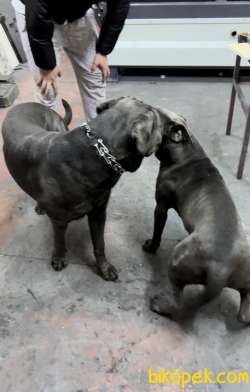 Blue Yavru Cane Corsa 4