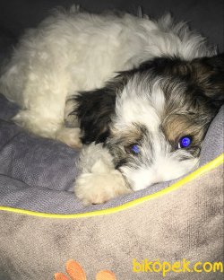 Bologenes Terrier 3
