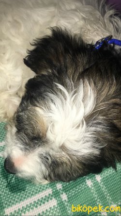 Bologenes Terrier 2