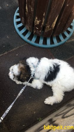 Bologenes Terrier 1