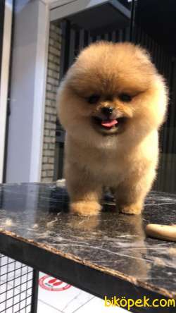 Boncuk Boo’m Barnie 3
