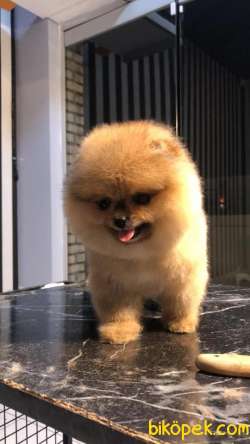 Boncuk Boo’m Barnie 1