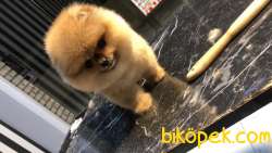 Boncuk Boo’m Barnie 2
