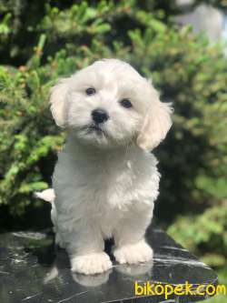 Boncuk Gözlü Dizayn Irk Maltipoo 3