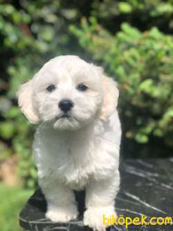 Boncuk Gözlü Dizayn Irk Maltipoo 2