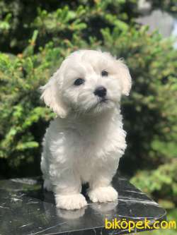 Boncuk Gözlü Dizayn Irk Maltipoo 1