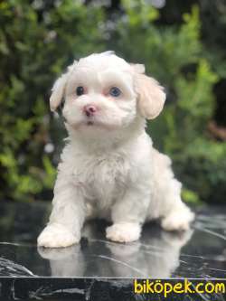 Boncuk Gözlü Dizayn Irk Maltipoo 3