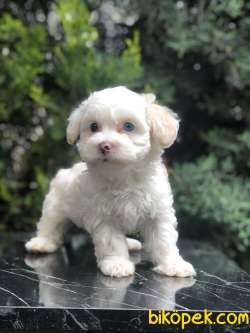 Boncuk Gözlü Dizayn Irk Maltipoo 5