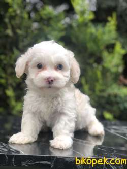 Boncuk Gözlü Dizayn Irk Maltipoo 4