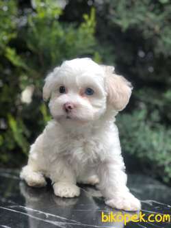 Boncuk Gözlü Dizayn Irk Maltipoo 2