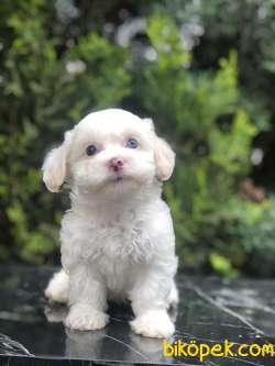 Boncuk Gözlü Dizayn Irk Maltipoo 1