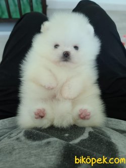 Boo Teddy 3
