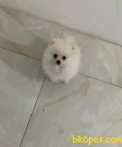 Boo 1