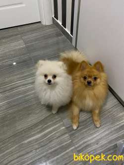 Boo 2
