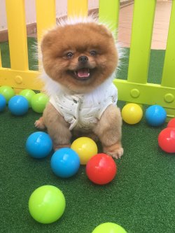 Boo Dog Pomeranian 3