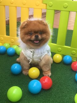 Boo Dog Pomeranian 1