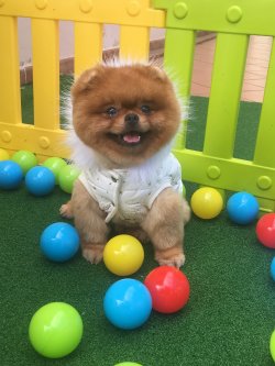 Boo Dog Pomeranian 2