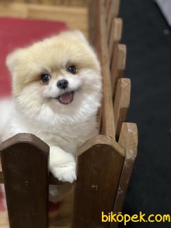 Boo Dog Pomeranian Orjinal Ayı Surat 3