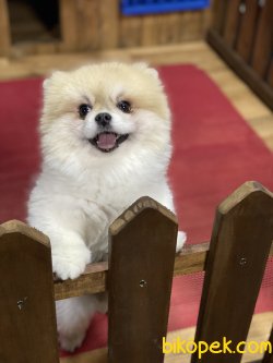 Boo Dog Pomeranian Orjinal Ayı Surat 2