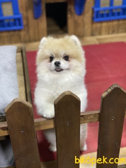 Boo Dog Pomeranian Orjinal Ayı Surat 1