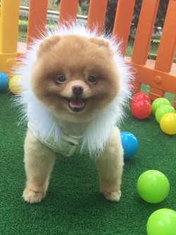 Boo Dog Pomeranian Orjinal Ayı Surat 3