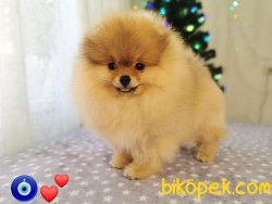 Boo Dog Pomeranian Show Kalite Secereli 4
