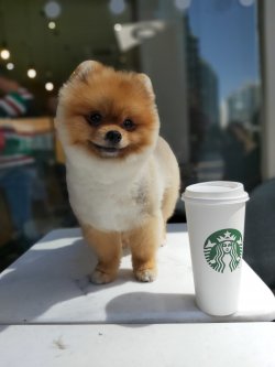 Boo Dog Pomeranian Show Kalite Secereli 1