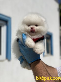 BOO FACE POMERANİAN YAVRULARIMIZ 2