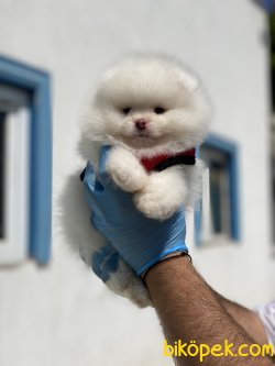 BOO FACE POMERANİAN YAVRULARIMIZ 3