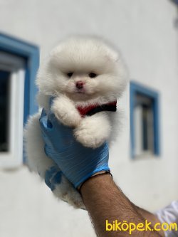 BOO FACE POMERANİAN YAVRULARIMIZ 1