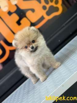 Boo Pomeranian 4
