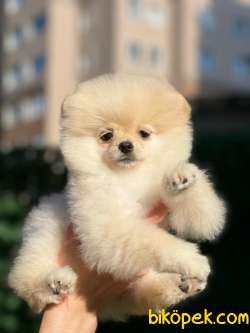 Boo Pomeranian 2