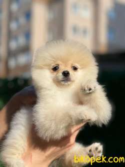 Boo Pomeranian 4