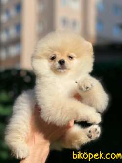Boo Pomeranian 1