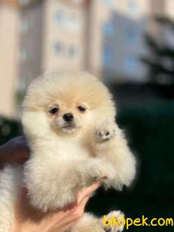 Boo Pomeranian 5