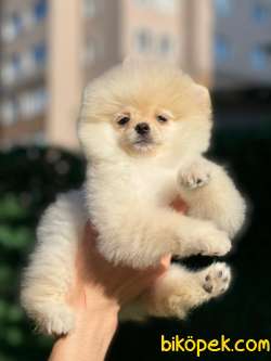 Boo Pomeranian 3