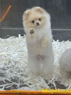 BOO POMERANİAN 2
