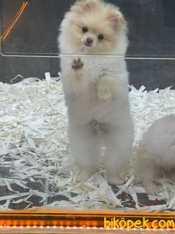 BOO POMERANİAN 1
