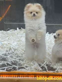 BOO POMERANİAN 5