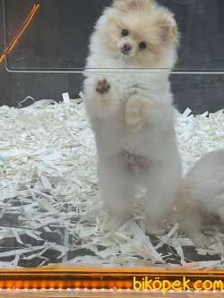 BOO POMERANİAN 3