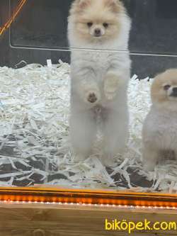 BOO POMERANİAN 4