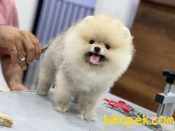 Boo Pomeranian 3